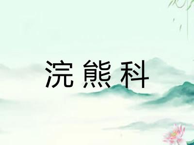 浣熊科 浣熊科