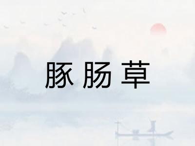 豚肠草 豚肠草