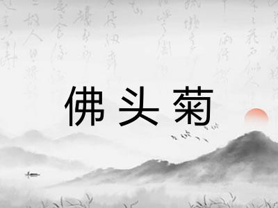 佛头菊 佛头菊