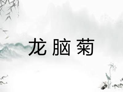 龙脑菊