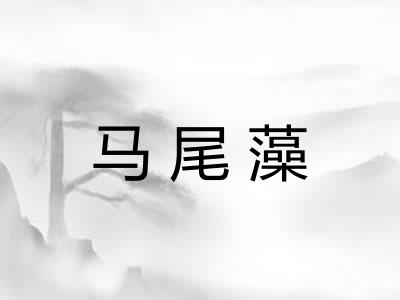 马尾藻