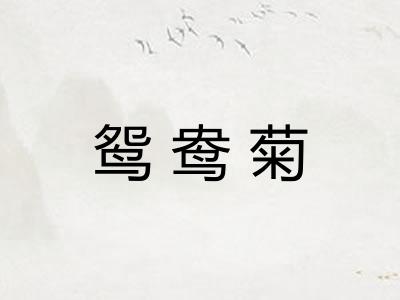 鸳鸯菊 鸳鸯菊