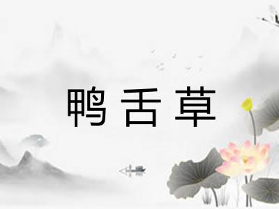 鸭舌草